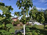 Paulovnija (Paulownia) Pao Tong Zet-07 (hibridas) - nuotraukos Nr. 6
