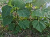 Paulovnija (Paulownia) Pao Tong Zet-07 (hibridas) - nuotraukos Nr. 2