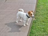 Jack Russell Terrier vada - nuotraukos Nr. 2