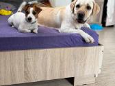 Jack Russell Terrier vada - nuotraukos Nr. 6