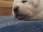 Kilmingi Labradoro Retriveriai Iš Veislyno - nuotraukos Nr. 4