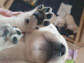 Kilmingi Labradoro Retriveriai Iš Veislyno - nuotraukos Nr. 5