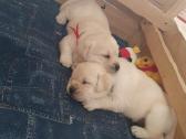 Kilmingi Labradoro Retriveriai Iš Veislyno - nuotraukos Nr. 11