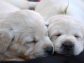 Kilmingi Labradoro Retriveriai Iš Veislyno - nuotraukos Nr. 3