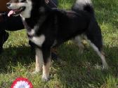 Parduodu shiba inu šuniukus - nuotraukos Nr. 9