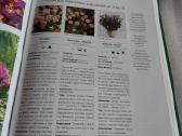 1000 прекрасных растений в вашем доме - nuotraukos Nr. 7