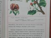 2093. Sodų Apsauga J. Paulėkas - nuotraukos Nr. 3