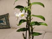 Gėlė kilnusis dendrobis (Dendrobium nobile) - nuotraukos Nr. 2