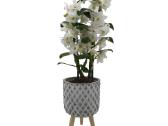 Gėlė kilnusis dendrobis (Dendrobium nobile) - nuotraukos Nr. 3