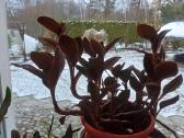 Ludisija discolor-orchidėja - nuotraukos Nr. 13