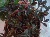 Ludisija discolor-orchidėja - nuotraukos Nr. 15