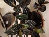 Ludisija discolor-orchidėja - nuotraukos Nr. 16