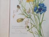Botaniniai ir litografijos paveikslėliai - nuotraukos Nr. 9