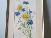 Botaniniai ir litografijos paveikslėliai - nuotraukos Nr. 10