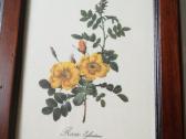 Botaniniai ir litografijos paveikslėliai - nuotraukos Nr. 11