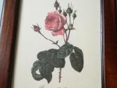 Botaniniai ir litografijos paveikslėliai - nuotraukos Nr. 12