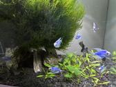 Akvariumo samana - Vesicularia Montagnei