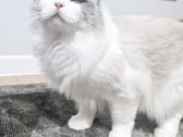 Kilmingi Ragdoll kačiukai - nuotraukos Nr. 18