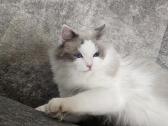 Kilmingi Ragdoll kačiukai - nuotraukos Nr. 19