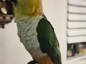 Pionites melanocephalus - nuotraukos Nr. 5
