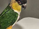 Pionites melanocephalus - nuotraukos Nr. 6