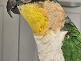 Pionites melanocephalus - nuotraukos Nr. 7