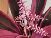 Kambarinė gėlė"cordyline". - nuotraukos Nr. 3