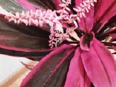 Kambarinė gėlė"cordyline". - nuotraukos Nr. 2