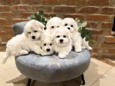 Kilmingi garbanotieji bišonai/ bichon frise - nuotraukos Nr. 12