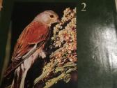 Tadas Ivanauskas ,g.isokas ,fauna ,draustiniai-kny - nuotraukos Nr. 3