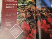 Berniukai virtuvėje - nuotraukos Nr. 6