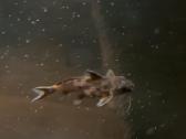 Synodontis petricola