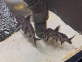 Synodontis petricola - nuotraukos Nr. 2