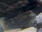 Synodontis petricola - nuotraukos Nr. 3