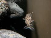 Synodontis petricola - nuotraukos Nr. 4