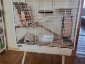 Parduodamas Degu narvas