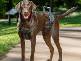 Reabilitacinės Petsafe Carlift Harness petnešos - nuotraukos Nr. 3
