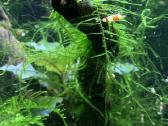Krevetes Crystal Red Shrimp ( Caridina )