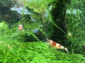 Krevetes Crystal Red Shrimp ( Caridina ) - nuotraukos Nr. 2