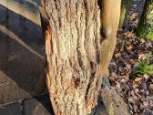 Naturali ekologiska draskikle katinui - nuotraukos Nr. 2
