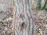 Naturali ekologiska draskikle katinui - nuotraukos Nr. 3