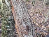 Naturali ekologiska draskikle katinui - nuotraukos Nr. 7