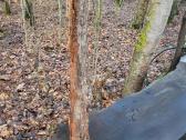 Naturali ekologiska draskikle katinui - nuotraukos Nr. 9