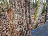 Naturali ekologiska draskikle katinui - nuotraukos Nr. 10