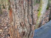 Naturali ekologiska draskikle katinui - nuotraukos Nr. 11