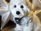 Kilmingi garbanotieji bišonai/ bichon frise - nuotraukos Nr. 8