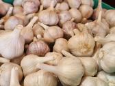 Parduodami ekologiški dideli česnakai - nuotraukos Nr. 2