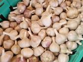 Parduodami ekologiški dideli česnakai - nuotraukos Nr. 8