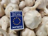 Parduodami ekologiški dideli česnakai - nuotraukos Nr. 9