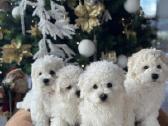 Kilmingi garbanotieji bišonai/ bichon frise - nuotraukos Nr. 9